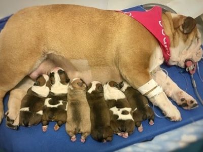 Dog C-Section recovery time
