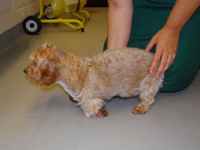 Treatments of Proprioceptive Ataxia in Dogs