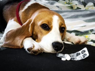 Aspirin can also lower the dog’s ability to heal and increase the risk of infection