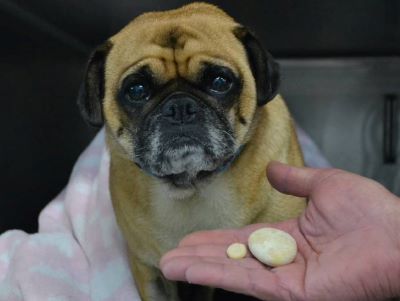 Bladder Stones