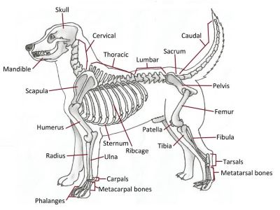 Varieties of Bones