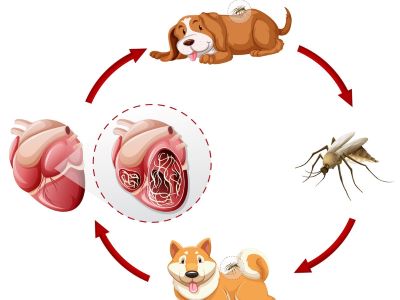 Life Cycle of Heart Worms