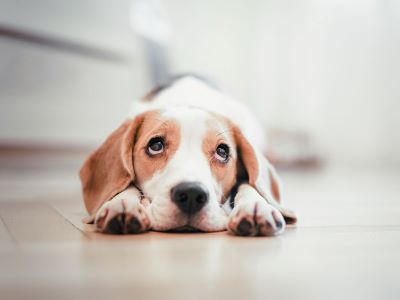 Heart Worms Infection in Dogs