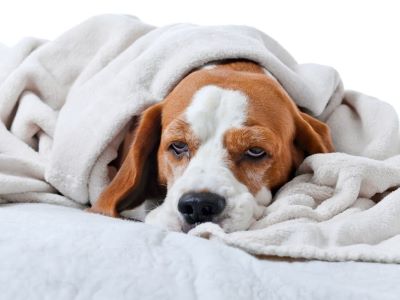 Comfort your dog before and after procedures