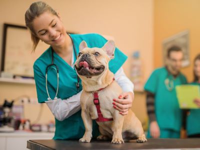 Heart Worms Preventive Medication for Dogs
