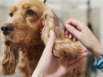 Comb Your Dog's Hair
