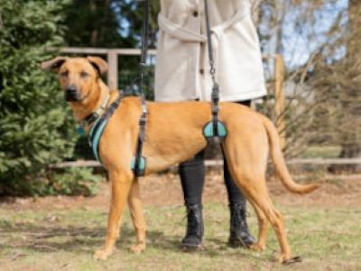 Diagnoses and Treatments of Vestibular Ataxia in Dogs