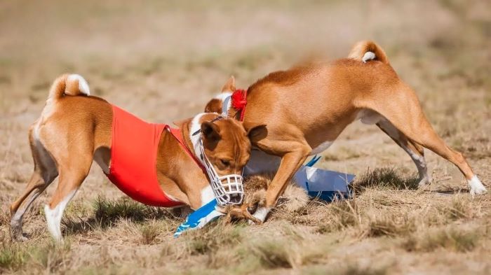 Bait dogs used for dog fighting