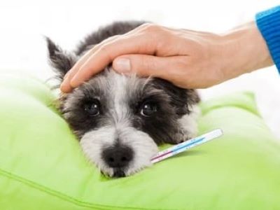 Aspirin can aid blood coagulation, fever, pain and inflammation in dogs