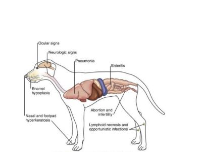 Respiratory, Gastrointestinal, and Nervous Systems of Dogs