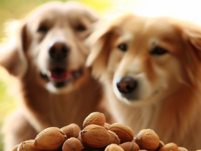 Macadamia nuts can be toxic to dogs