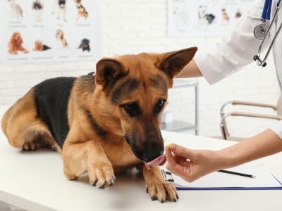 Aspirin can help reduce the discomfort and improve the quality of life of the dogs