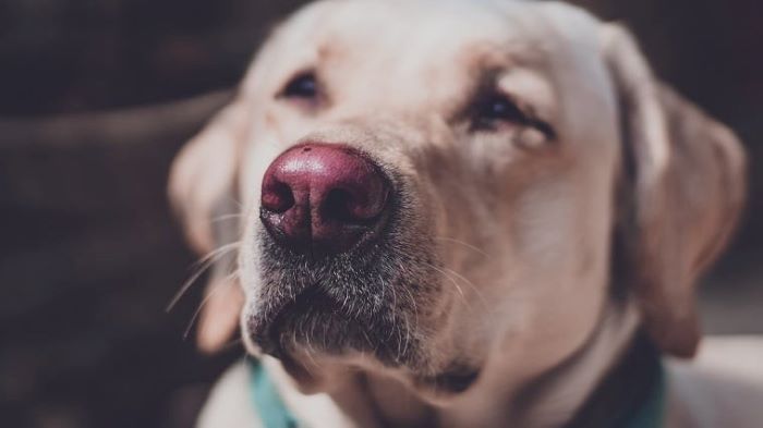 Dog Nose Turns Pink