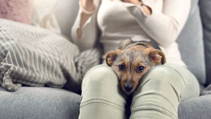 Dog Is Signaling That He Wants to Connect