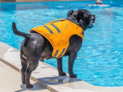 While teaching how to swim to your dog equip your dog with life jackets, glasses