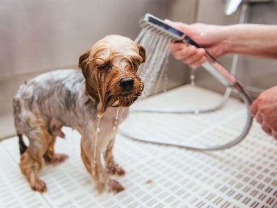 Rinse your dog thoroughly with fresh, clean water Rinse your dog thoroughly with fresh, clean water