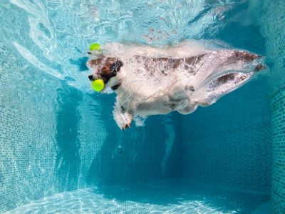 Dog pool anxiety