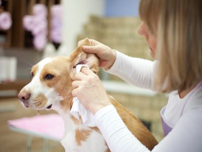 Dog stay out in the rain can lead to ear infection