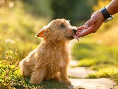 Dog has a strong sense of smell and he enjoys the taste