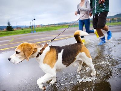 Your dog may love the sensation of rain