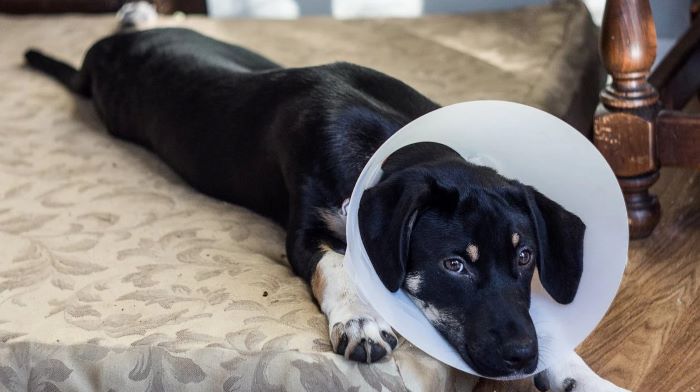 Causes, signs, Solution and prevention of dog having accidents after neutered