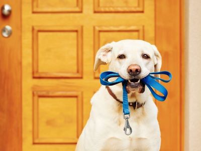 Give your dog poop training