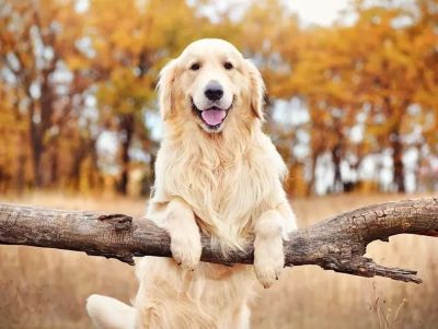 How many hairs are there on a large dog