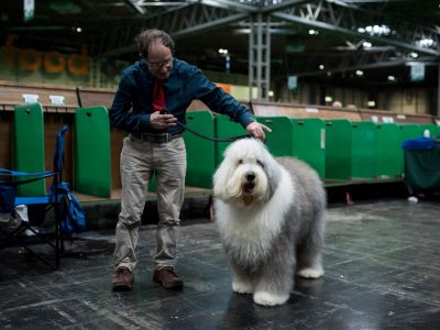 Measuring hair density in dogs