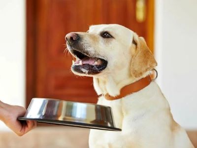 Avoid giving ham bones or any cooked bones to your dog
