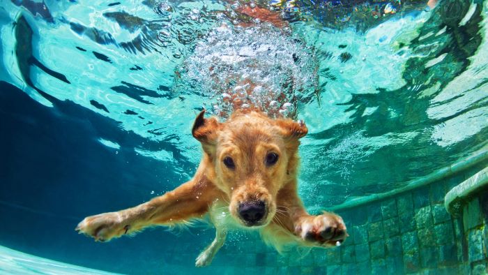 How to train a dog to swim underwater