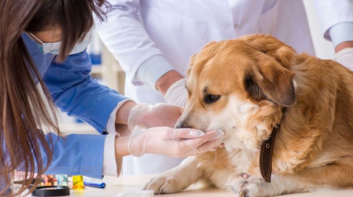 Nicotine poisoning in dogs treatment