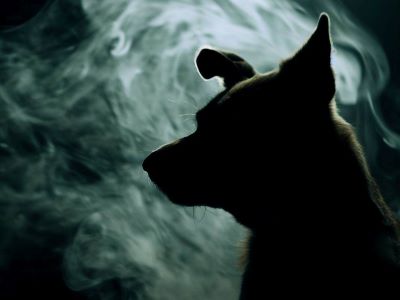 Dog nicotine toxicity