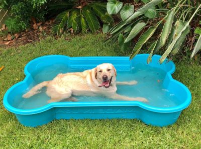 Chlorine is a substance which is poisonous for dogs Chlorine is a substance which is poisonous for dogs