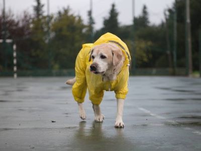 Dog getting sick or injured if staying out in the rain