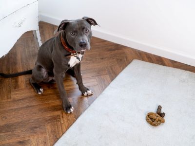 Wet spots on the bedding, furniture, or floor