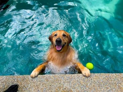 Get Your Dog Comfortable With Water
