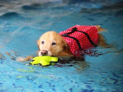 Use a toy or a treat to lure your dog underwater