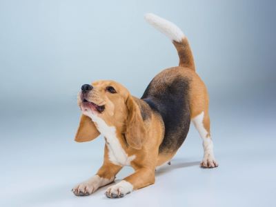 Stretching Improves Flexibility, Mobility and Circulation in Dogs