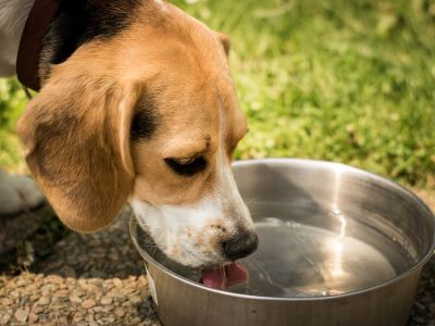 Feed your dog a low-fat, high-quality diet to prevent obesity and incontinence.
