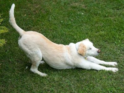 Downward dog stretch