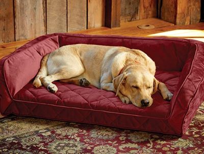 Providing alternative places for your dog to rest