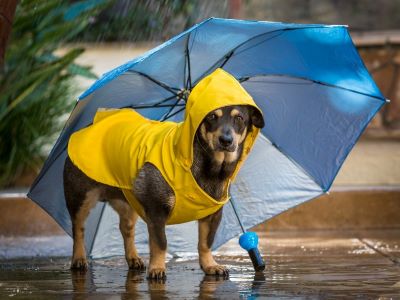 Use the right accessories for your dog, such as raincoat, harness, leash and booties.