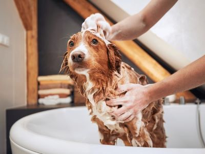 How to wash your dog properly