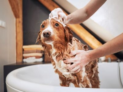 How to wash your dog properly How to wash your dog properly