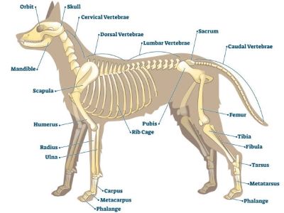 The Anatomy and Physiology of Dog Stretching