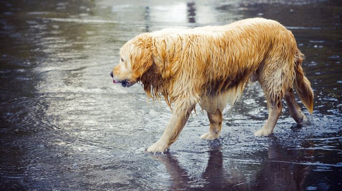 Do dogs like going out in the rain