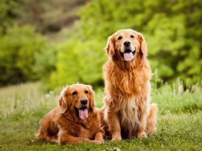 Size, form, length, color, and texture of dog hair are mostly influenced by genetics