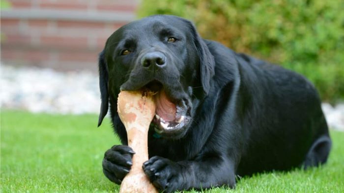 Dog ate ham bone