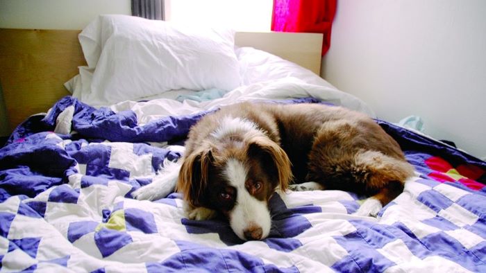 What to do if your dog poops on your bed