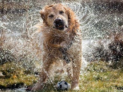 How long can dogs be in the rain